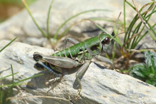 Réf. 239 198 : Cophopodisma pyrenaea
